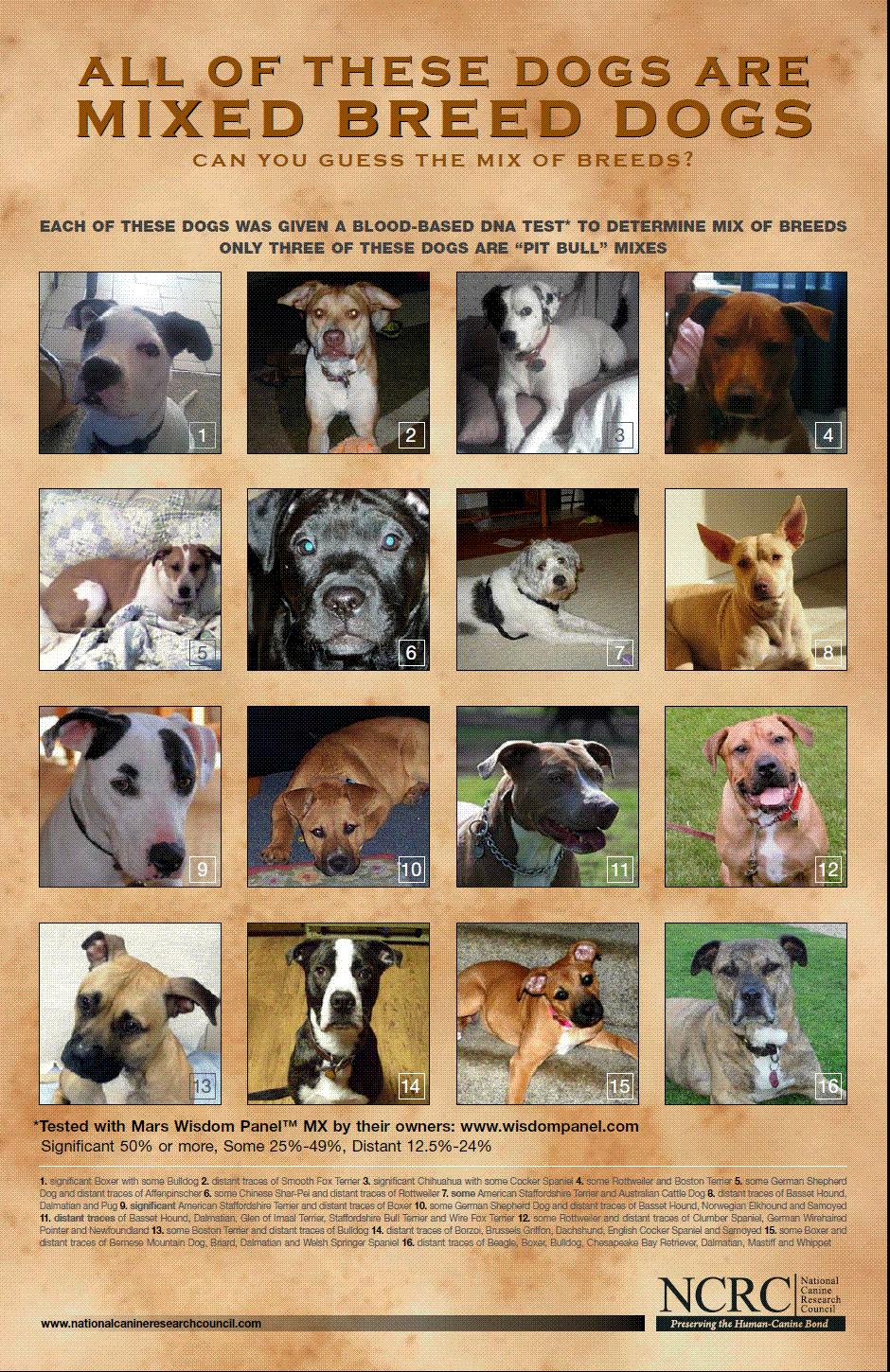 Identifying Dog Breeds Chart