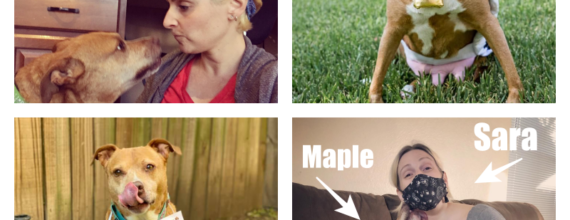 Maple Love-A-Bull Adoption