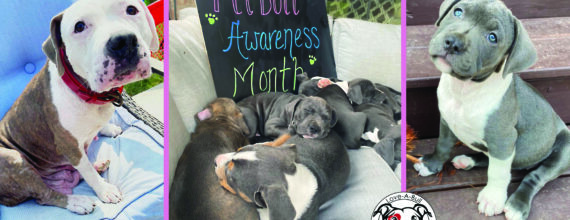 National Pit Bull Awareness Month Love-A-Bull
