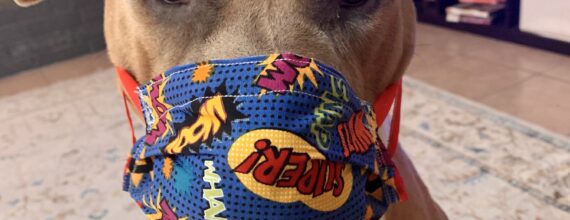 The Truth About Rescuing Dogs Pandemic Love-A-Bull
