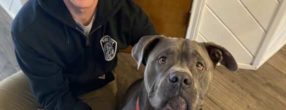 Love-A-Bull King After Rescue
