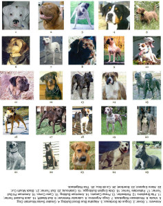 A grid of 25 dogs