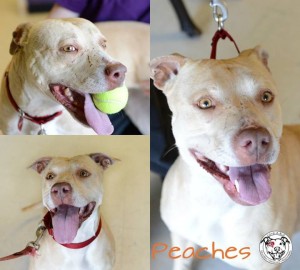 Peaches Collage 2014