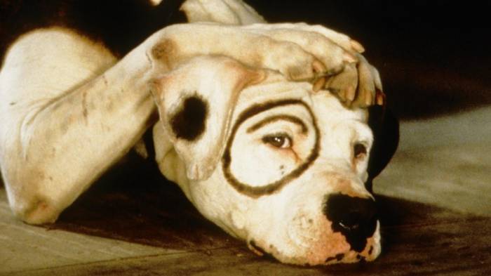 A black and white dog with a black ring around his right eye