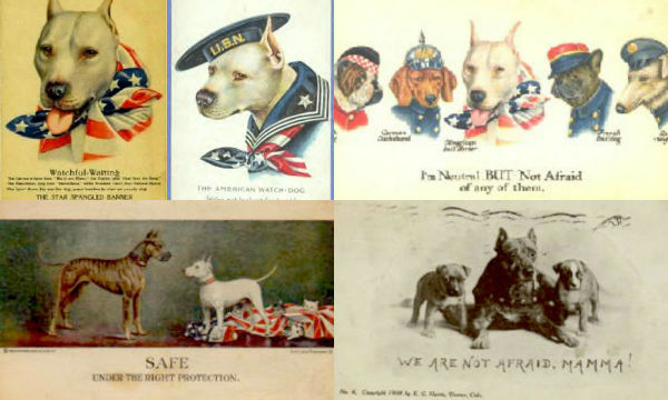 collection of pit bull war ads