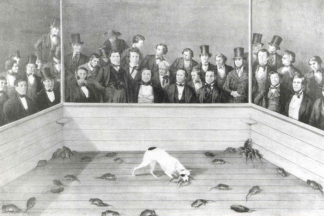 A dog engaged in rat baiting