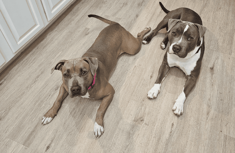 Two pit bulls dogs laying on the ground in a house