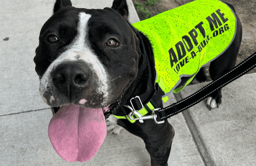 Black dog wearing a bandana that says "adopt me"