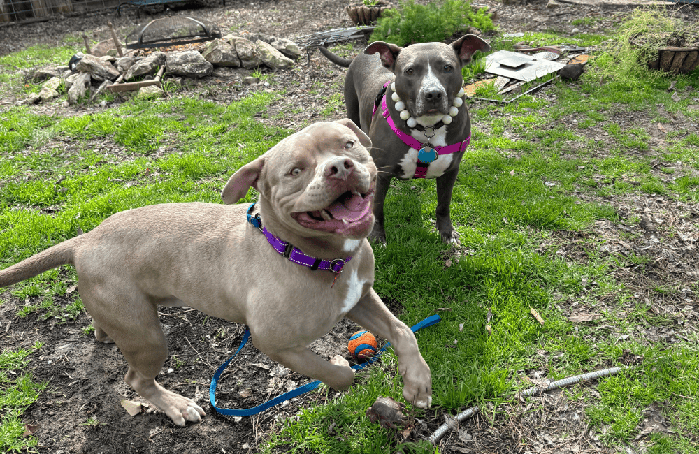 A brown pit bull and a gray pit bull playing together in a backyard.