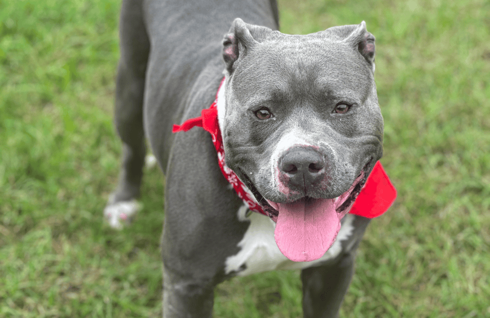 A gray pit bull wearing a red bandana and standing on the grass outside
