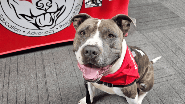 Gray and white pit bull wearing a red bandana and sitting on the ground