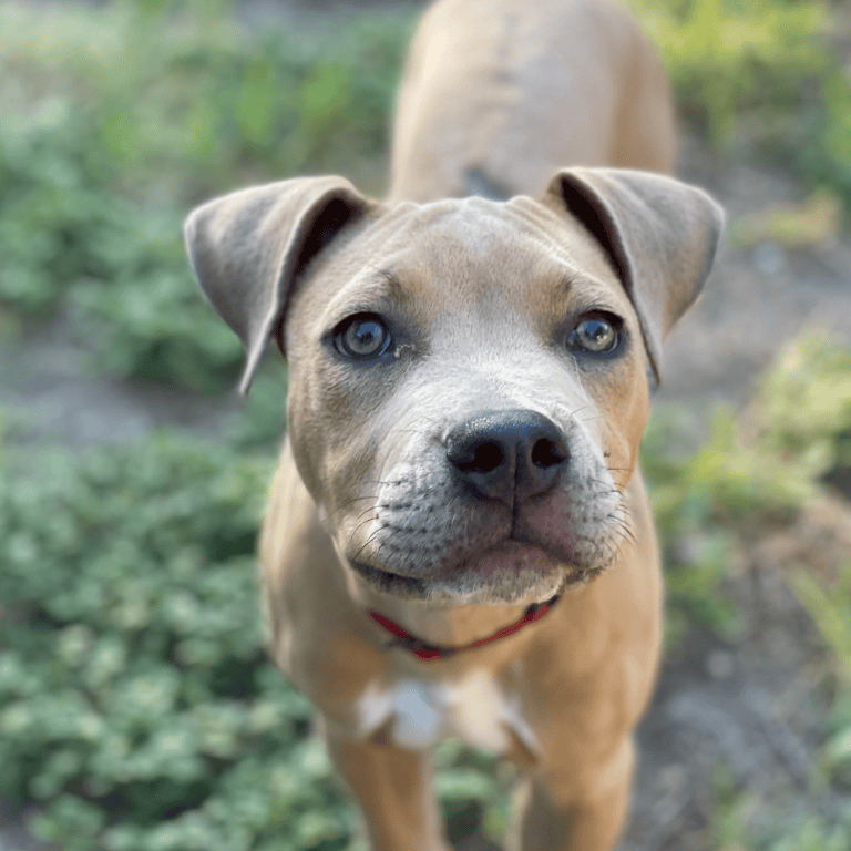 A brown and white pit bull puppy standing outside on the grass