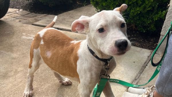A young brown and white dog with a green leash on