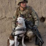 Man in armed forces military uniform sitting with a white pitbull