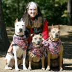 A woman sitting with three pitbull dogs