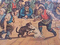The History of Pit Bulls