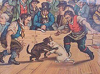 History of the Pit Bull