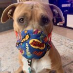 The Truth About Rescuing Dogs Pandemic Love-A-Bull
