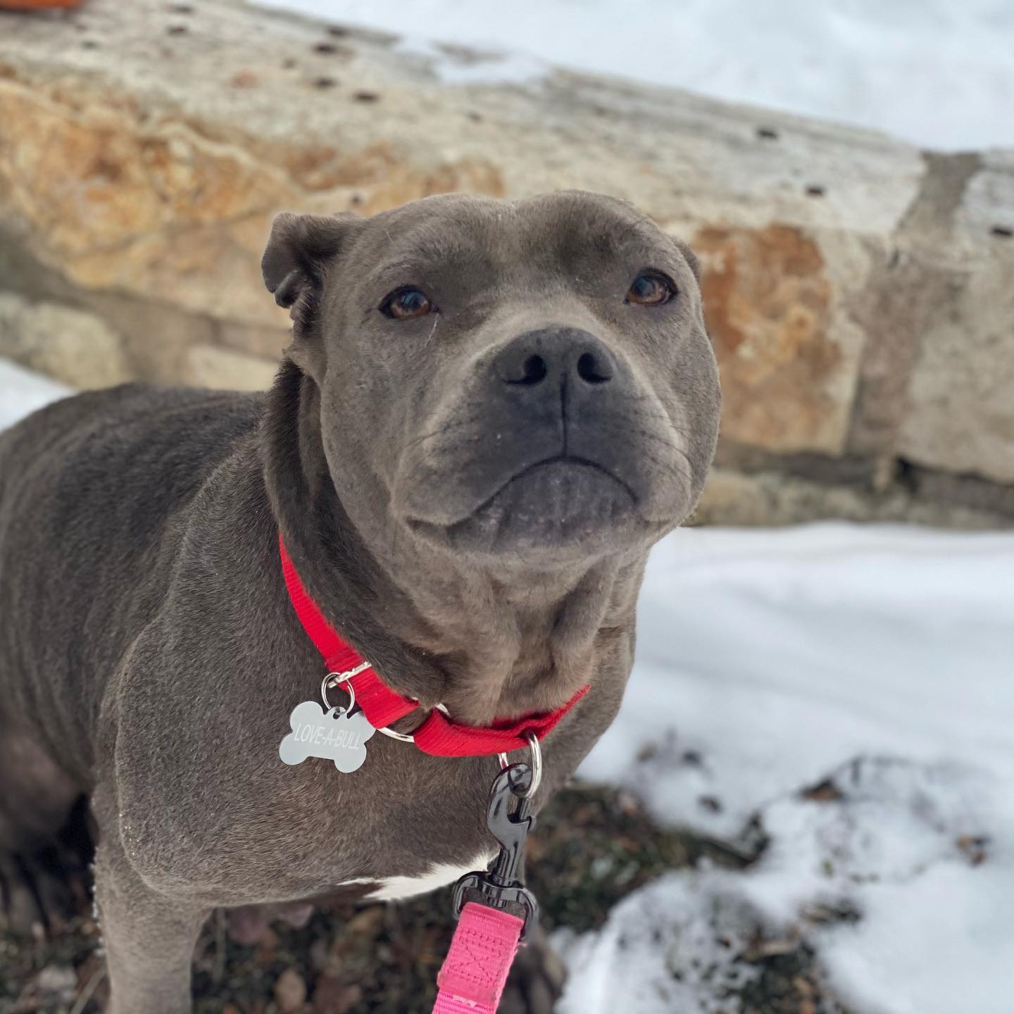 Adopt-A-Bull Norma