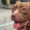 Brown and white pitbull type dog named Paulie