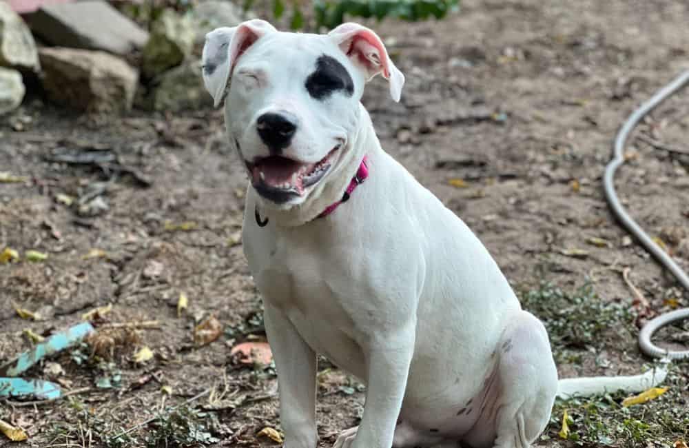 White pitbull dog smiling at the camera
