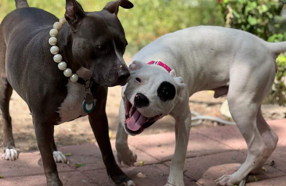 A white and gray pitbull playing with each other outside.