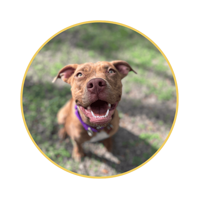 Brown dog staring up at the camera and smiling