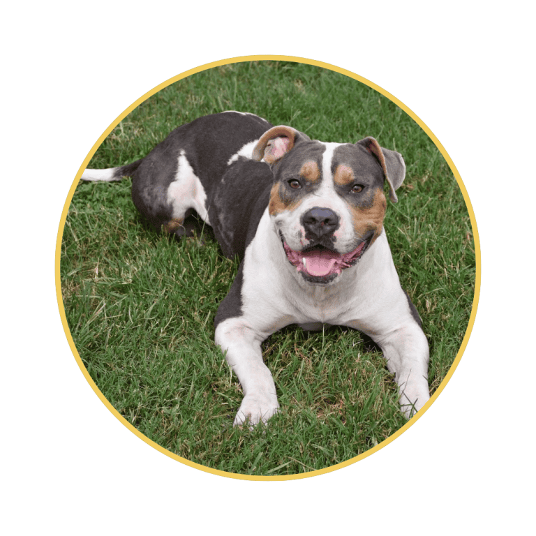 Brown, black, and white dog laying down in the grass