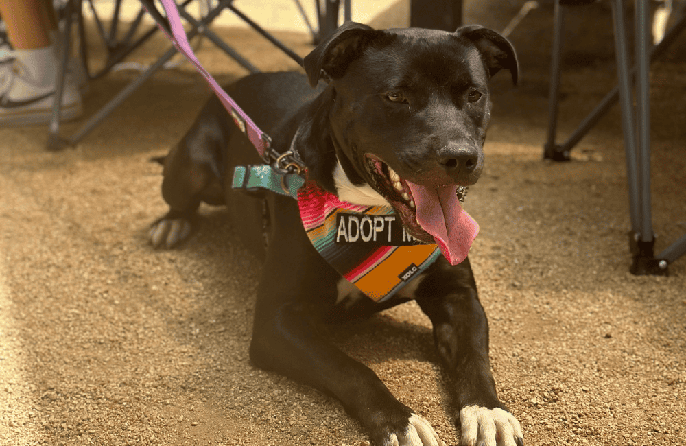 Black dog wearing a bandana that says "adopt me"