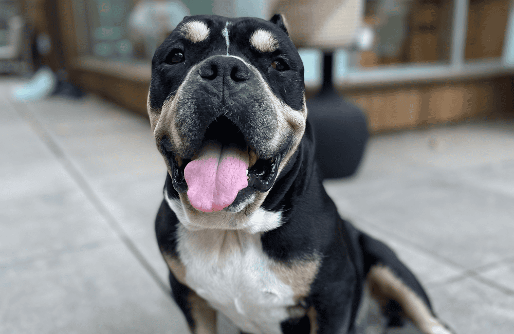 A black, brown and white dog smiling at the camera