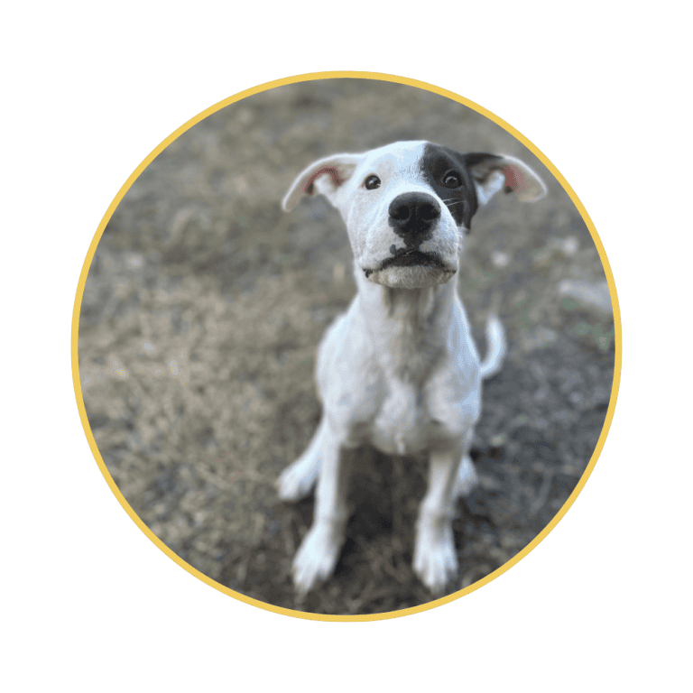 Black and white dog sitting in the grass