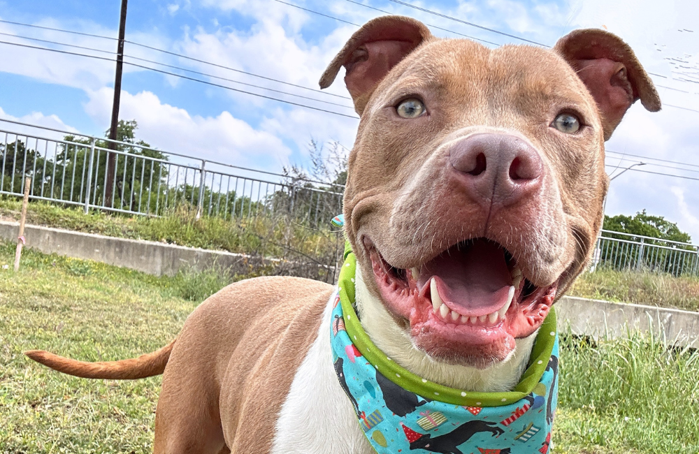 A brown and white dog standing outside and smiling