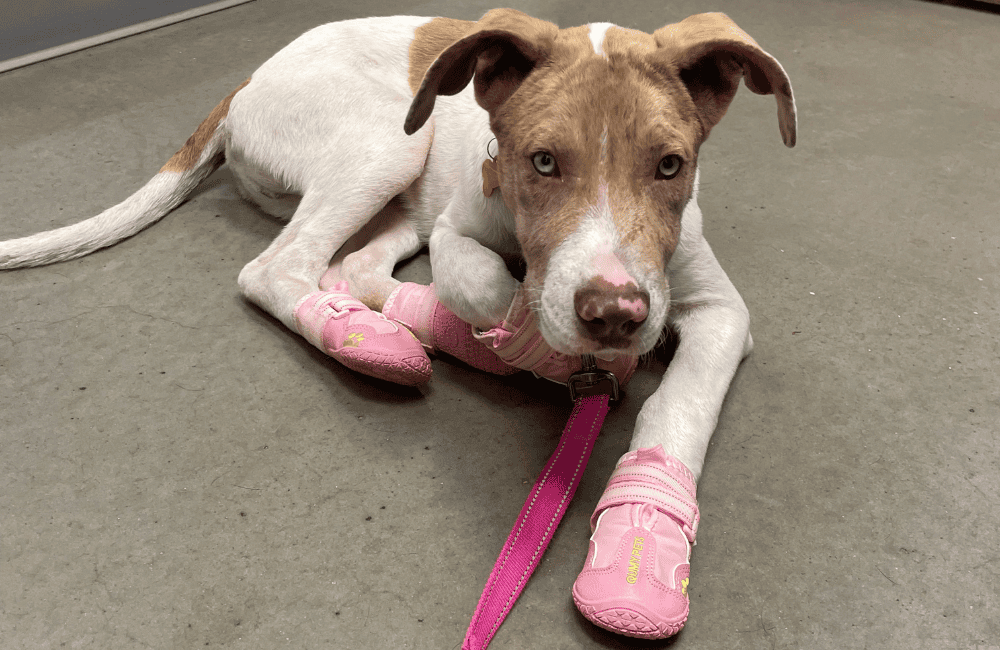 Brown and white dog laying on the floor and wearing pink booties