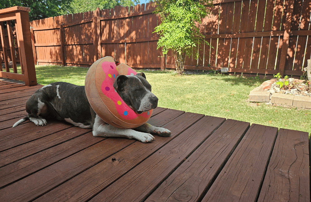 A gray and white dog laying on a patio while wearing a cone around it's neck