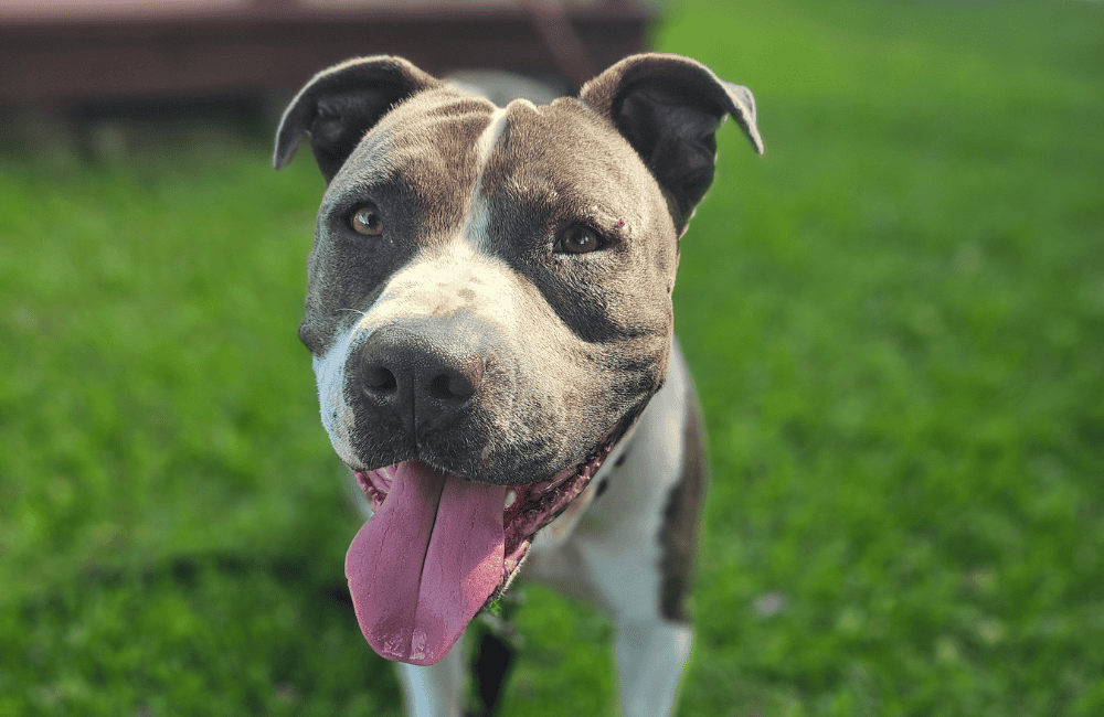 A gray and white dog standing outside and smiling