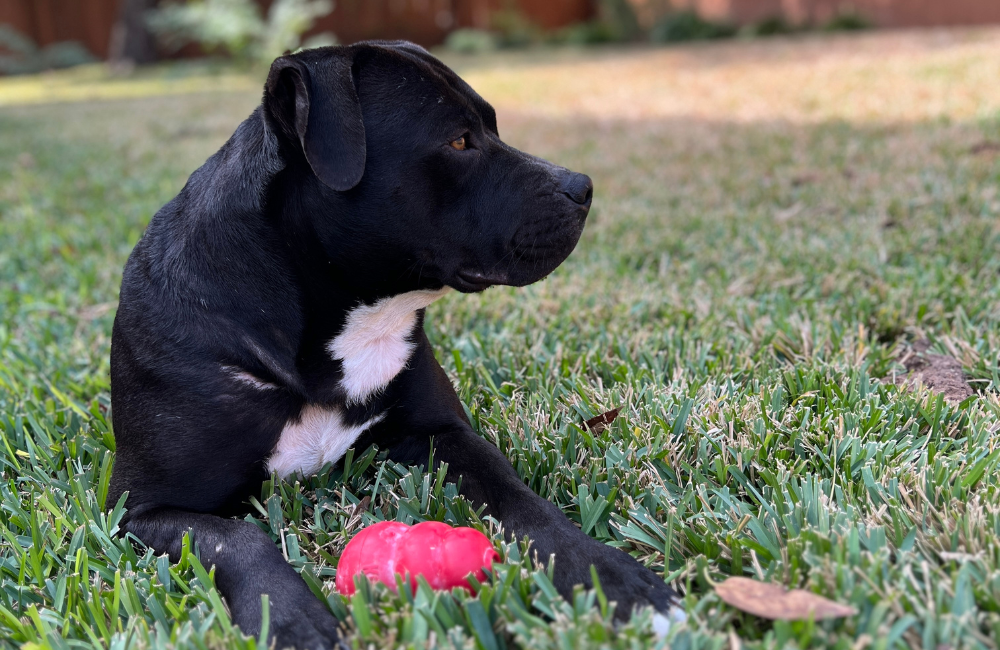 A black dog laying in the grass