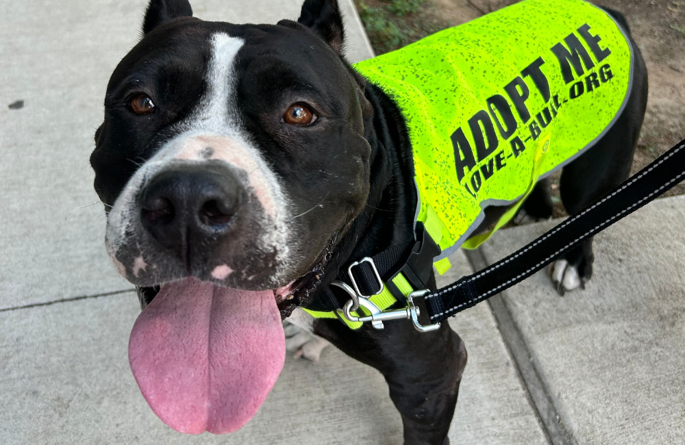 Black dog wearing a bandana that says "adopt me"