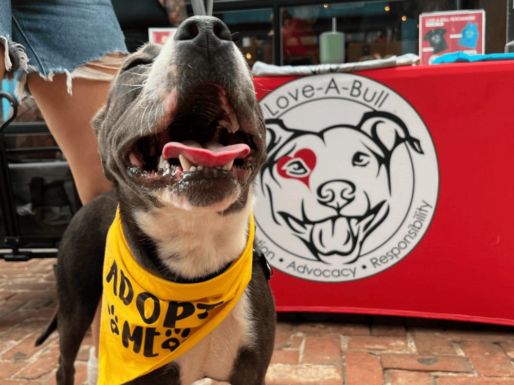 Gray dog wearing a bandana that says "adopt me" in front of a Love-A-Bull table.