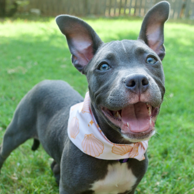 Gray puppy wearing a bandana with a seashell print on it