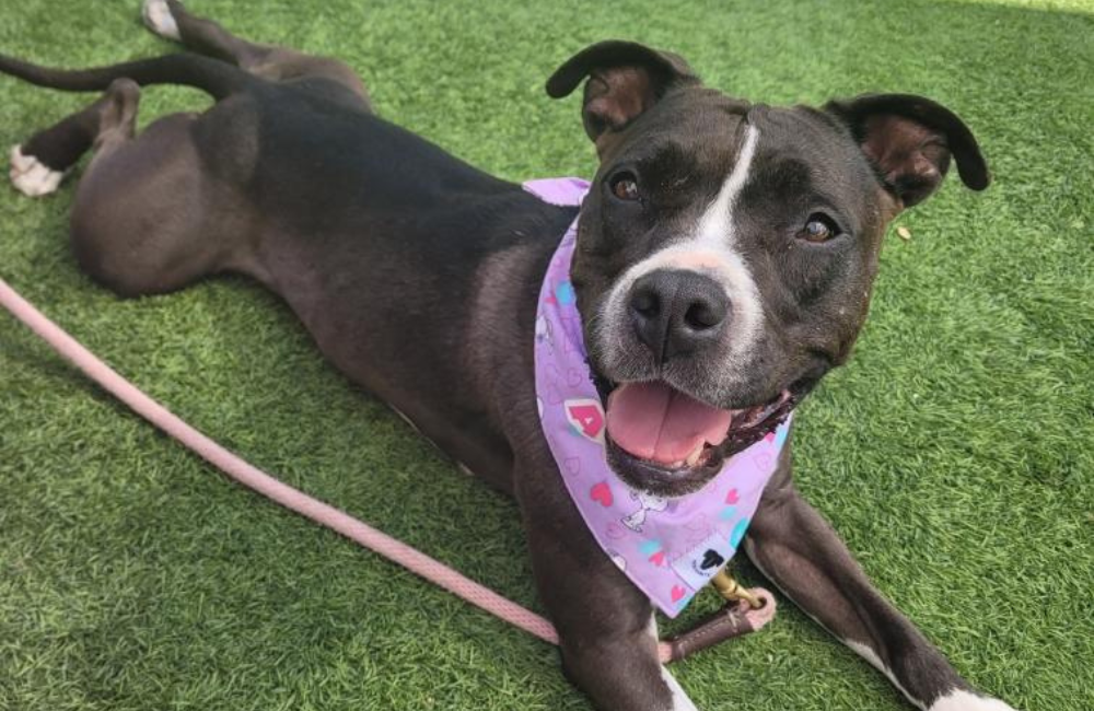 Black and white pit bull wearing a purple bandana and laying on the grass