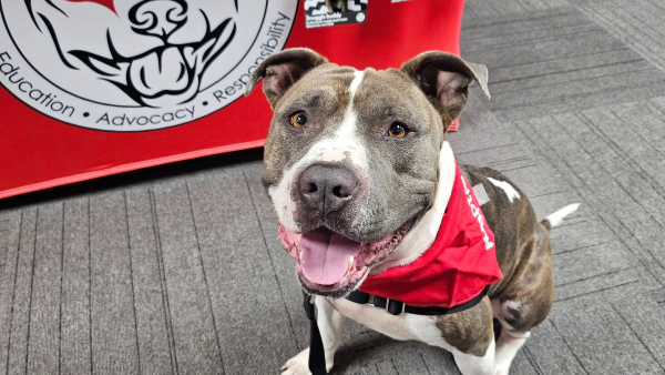 Gray and white pit bull wearing a red bandana and sitting on the ground