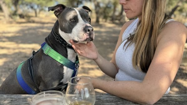 A gray and white dog sitting with a woman at a picnic table with beers and pizza in front of them