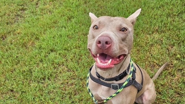 Brown pitbull type dog sitting on the grass outdoors