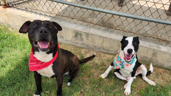 A brown and white dog wearing a red bandana and a black and white dog wearing a blue bandana