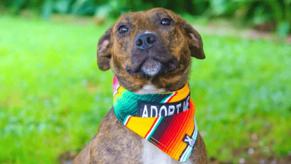 Brown pit bull type dog wearing a colorful bandana