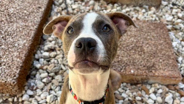 A brown and white pit bull puppy