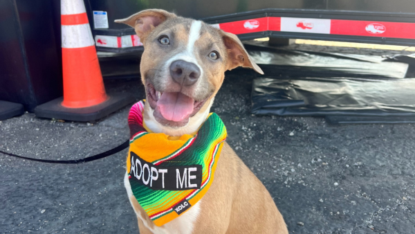 A brown and white puppy wearing an Adopt Me bandana