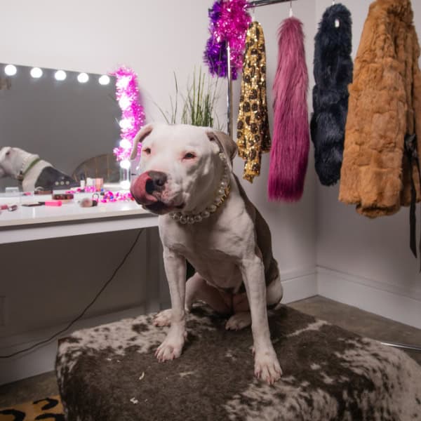 White and gray pit bull type dog sitting on a chair in front of a makeup station