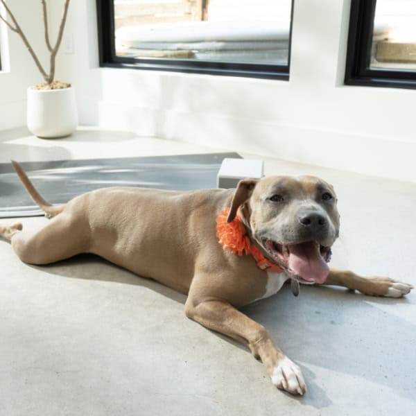 Brown pit bull type dog laying on the floor in front of a yoga mat