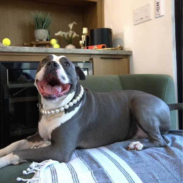 Gray and white pit bull type dog sitting on a chair in front of a bar